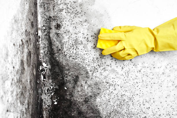 Best Mold Odor Removal Services  in Lumberton, MS